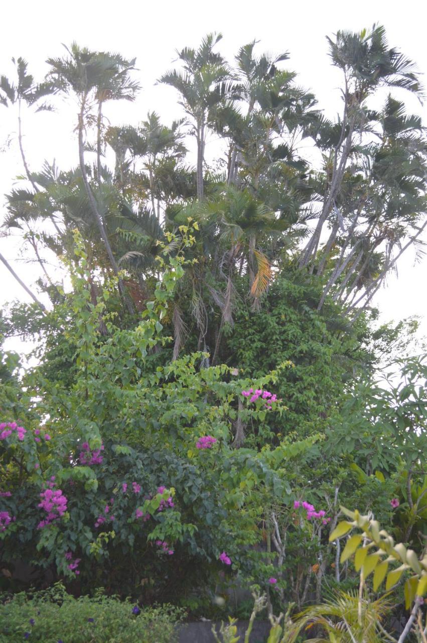 Maison Petit Paradis Basse-Terre Ngoại thất bức ảnh